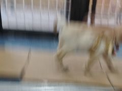 -宠颐生宠物医院外科·内科·皮肤科·影像科(石龙店)