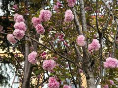 -玉雪春天(中正花园店)