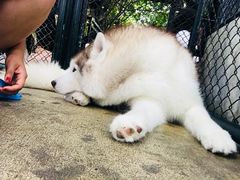 -TrueLove @ Neverland (Husky Cafe)