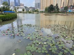 -花果园湿地公园