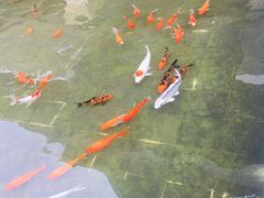 -西双版纳融创皇冠假日度假酒店