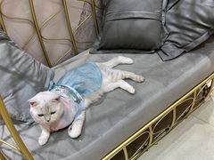 -藏猫猫咖啡主题馆(中央大道店)