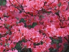 -木兰云雾山