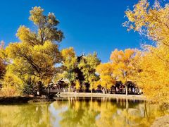 -金塔沙漠胡杨林景区