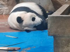 -成都动物园