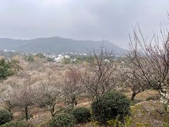 -香雪海