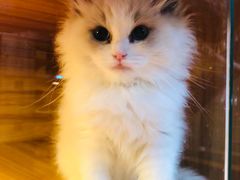 -猫十亿·布偶金渐层·曼基康矮脚猫舍(青年路店)