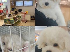 -翊宠yipet猫狗购宠庄园