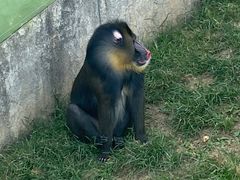 -大连森林动物园