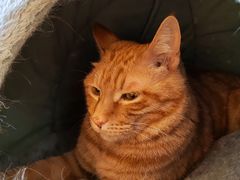 -滚猫咖啡·猫咖·猫友好撸猫(未来城店)