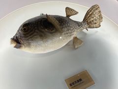 -陕西自然博物馆