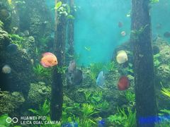 -石家庄海洋公园