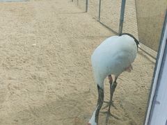 -盐城丹顶鹤湿地生态旅游区