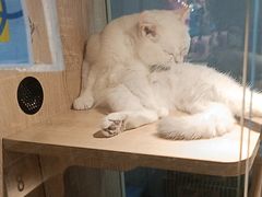 -BABIT巴比特宠物(MOMOPARK店)