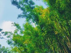 -火炉山森林公园
