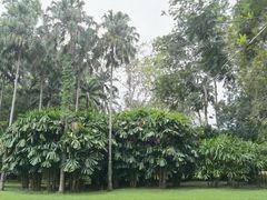 -中国科学院西双版纳热带植物园