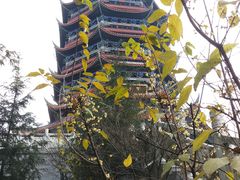 -铁山坪森林公园