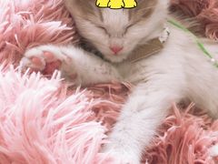 -平行世界·猫咖(首经贸店)