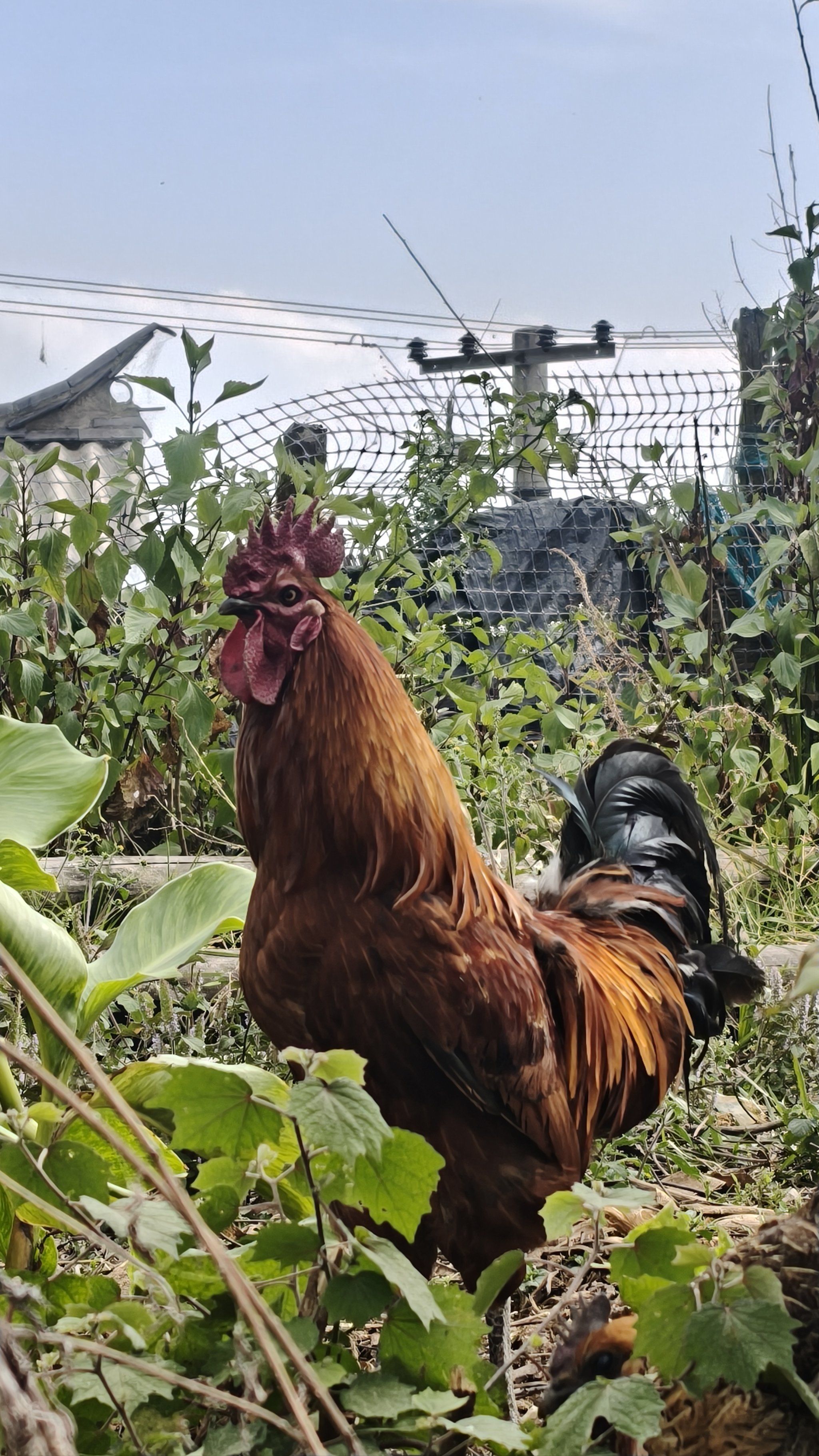 乡野鸡群嬉戏场