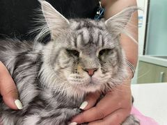 -北京观赏动物医院·24小时大型综合·猫专科·异宠专科
