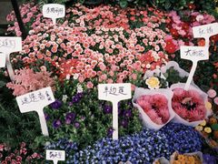 -溪岸路花鸟市场