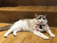 -啵啵喵·猫咖(攀华国际店)