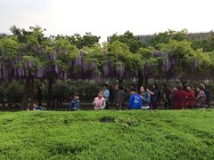-嘉定紫藤园