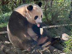 -杭州动物园