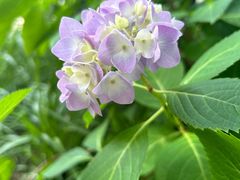 -西湖风景区-江洋畈生态公园