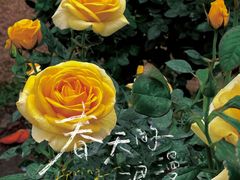 -人民公园(罗湖区)