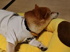-逗柴咖啡屋·狗咖猫咖宠物桌游
