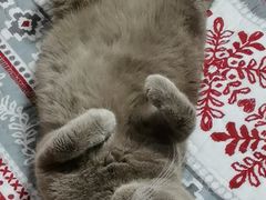 -纳吉亚猫专科动物诊疗中心(蒋宅口分院)