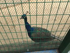 -武汉紫薇都市田园