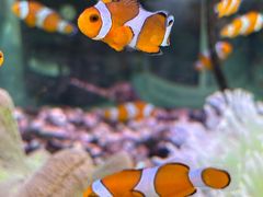 -青石桥花鸟鱼虫市场(叠翠城店)