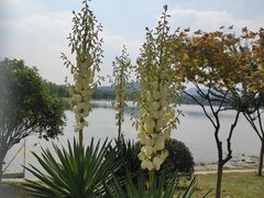 -羊山湖公园