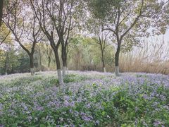 -沙家浜风景区