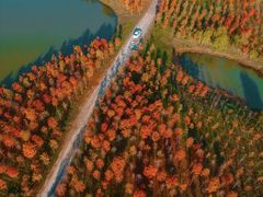 -合肥滨湖国家森林公园