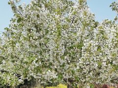 -古柏渡飞黄旅游区