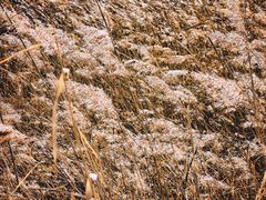 -野鸭湖国家湿地公园