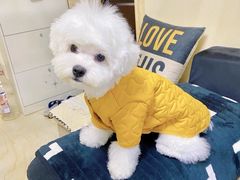 -萌宠之家·腊肠犬·马尔泰·小体犬舍