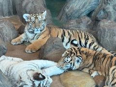 -横道河子东北虎林园