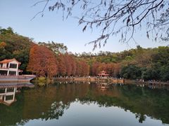 -深圳仙湖植物园