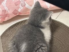 -欣宠猫屋·矮脚拿破仑·蓝金金渐层