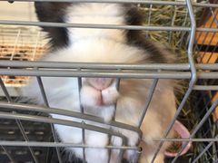 -藦茜花园宠物主题亲子互动体验馆(国顺东路店)