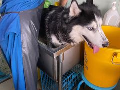 -瑞派动物医院·绝育·犬猫全科·预防医学(光景江南中店)