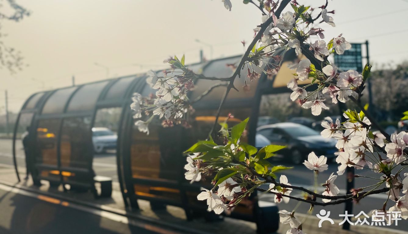 又是一年樱花季🌸