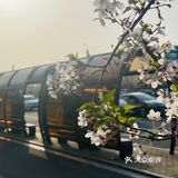 又是一年樱花季🌸
