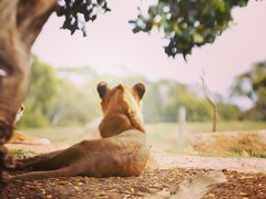 -威勒比开放式动物园