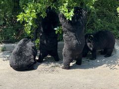 -大连森林动物园