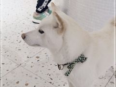 -柴务处·柴犬主题狗咖